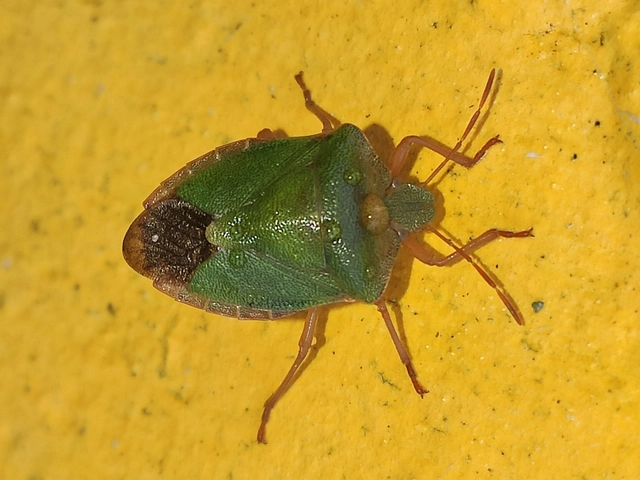 Palomena prasina - zöld bogyómászó-poloska Palomena prasina - zöld bogyómászó-poloska