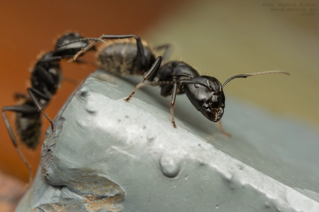 Camponotus vagus - fekete lóhangya