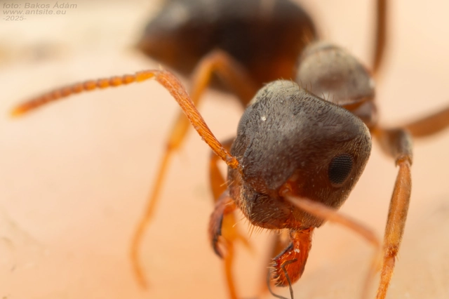 Lasius alienus - kövi feketehangya