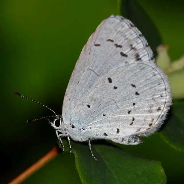 Celastrina argiolus - bengeboglárka