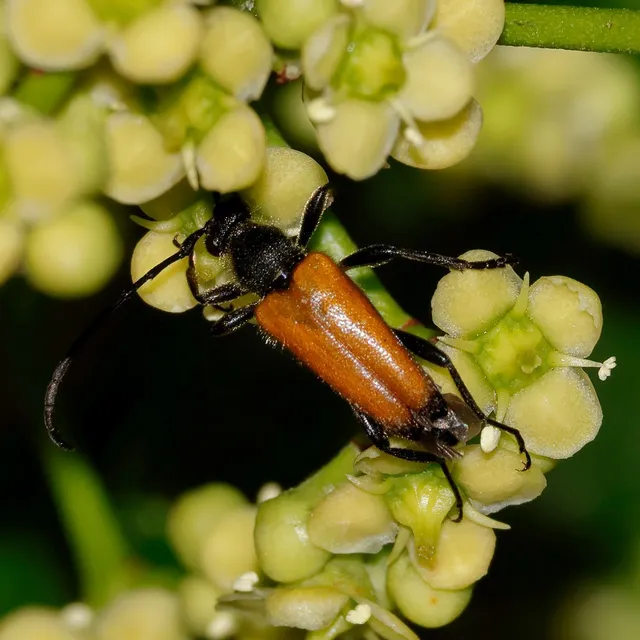 Stictoleptura fulva - vörhenyes virágcincér