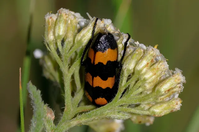 Mylabris variabilis - szalagos hólyaghúzó Mylabris variabilis - szalagos hólyaghúzó