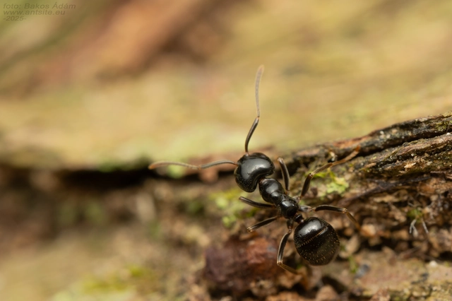 Lasius fuliginosus - kartonépítő fahangya