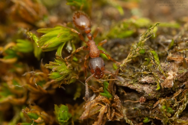 Leptothorax gredleri - fenyveslakó berkihangya