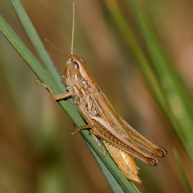 Euchorthippus declivus - rövidszárnyú rétisáska