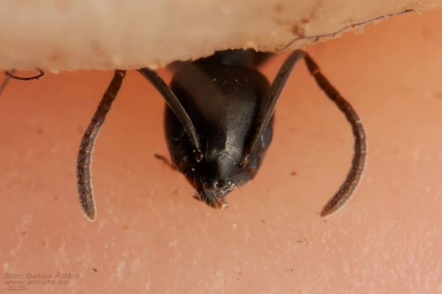 Tapinoma erraticum - kóborhangya