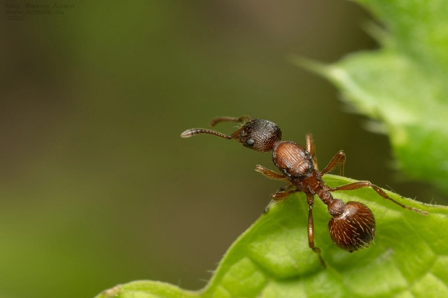 Myrmica gallienii - mocsári bütyköshangya
