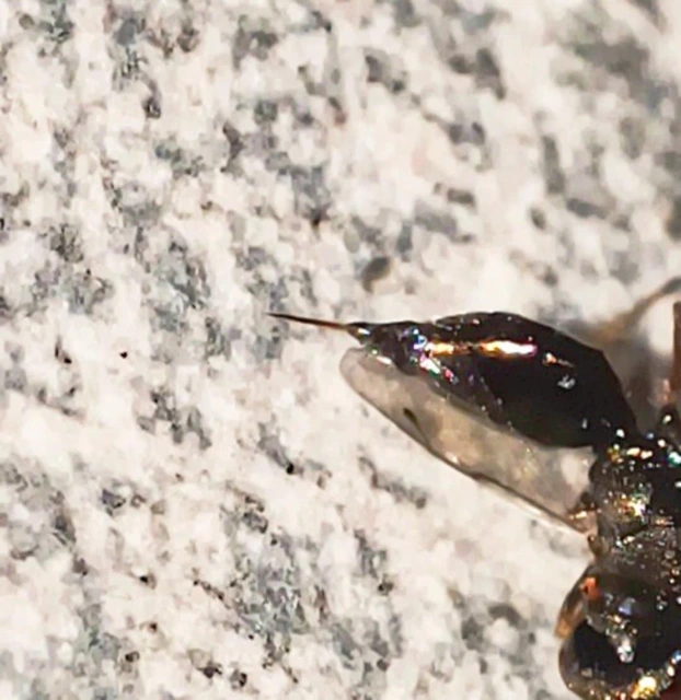 Pteromalidae - sugaras fémfürkészek