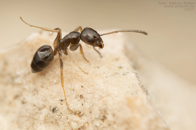 Tapinoma erraticum - kóborhangya