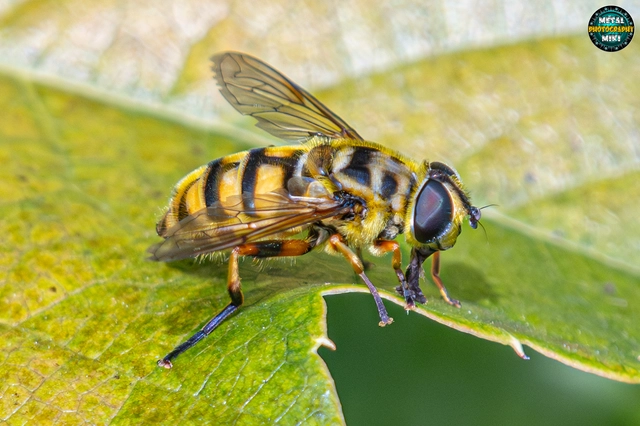 Myathropa florea - halálfejes odúlégy