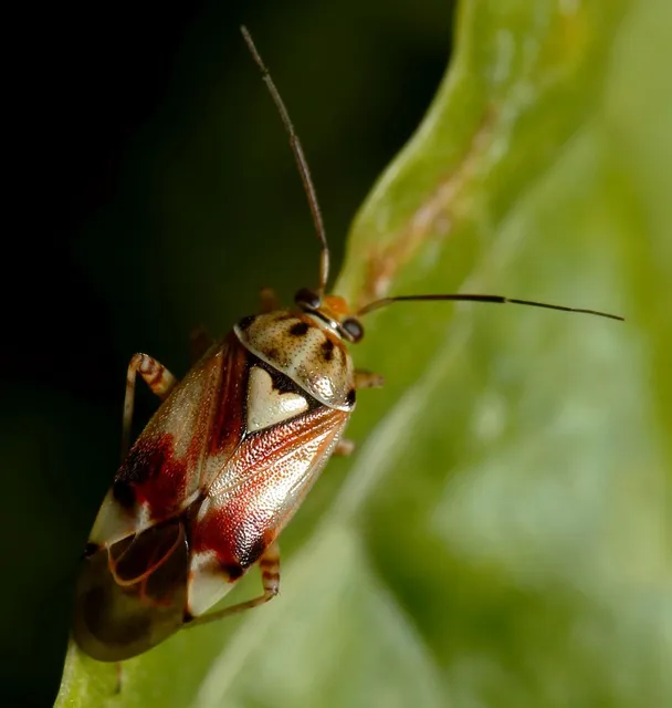 Lygus pratensis - változó mezeipoloska