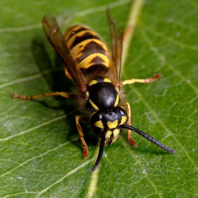 Vespula vulgaris - kecskedarázs