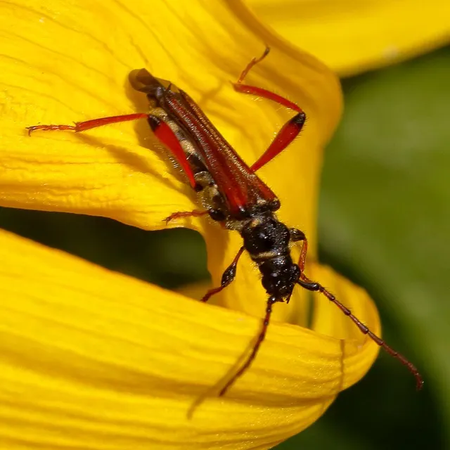 Stenopterus rufus - tarkacsápú keskenyfedőscincér
