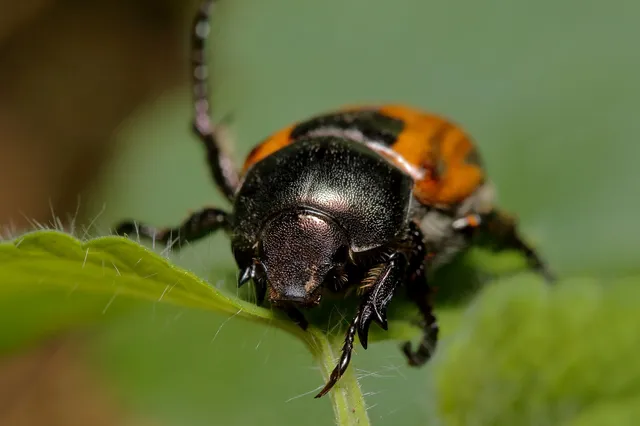 Anisoplia austriaca - osztrák szipoly