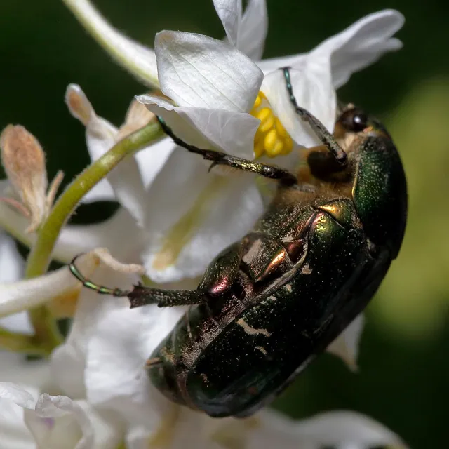 Cetonia aurata - aranyos virágbogár