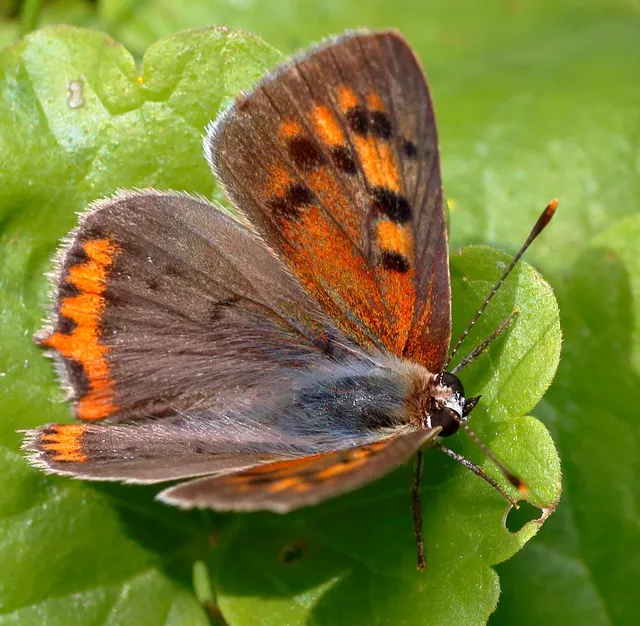 Lycaena phlaeas - közönséges tűzlepke