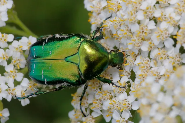 Cetonia aurata - aranyos virágbogár