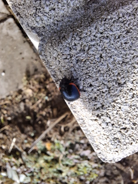Chrysolina rossia - trapézhátú szegélyeslevelész