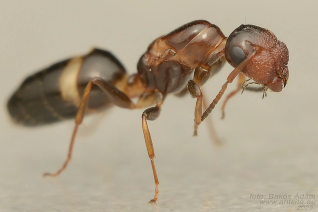 Colobopsis truncata - kapushangya