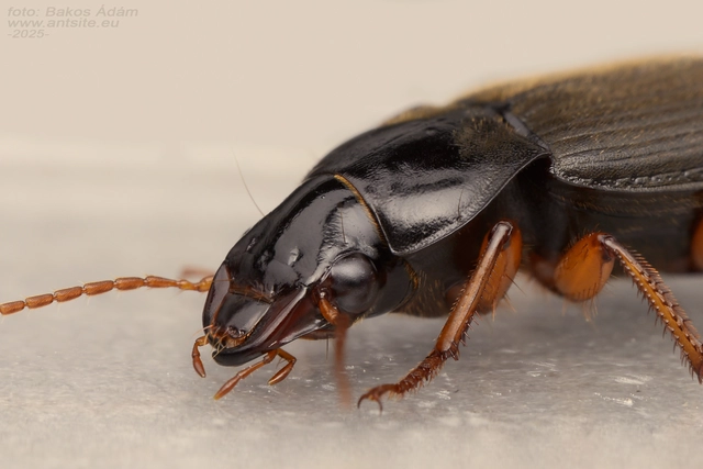 Harpalus rufipes - nagy selymesfutó
