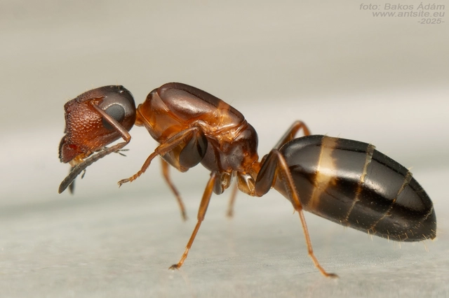 Colobopsis truncata - kapushangya