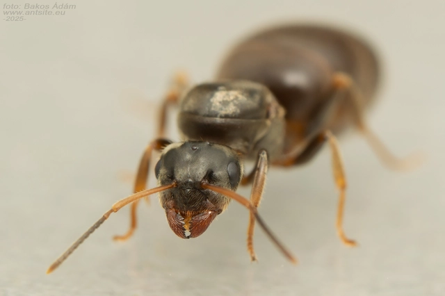 Lasius platythorax - erdei feketehangya