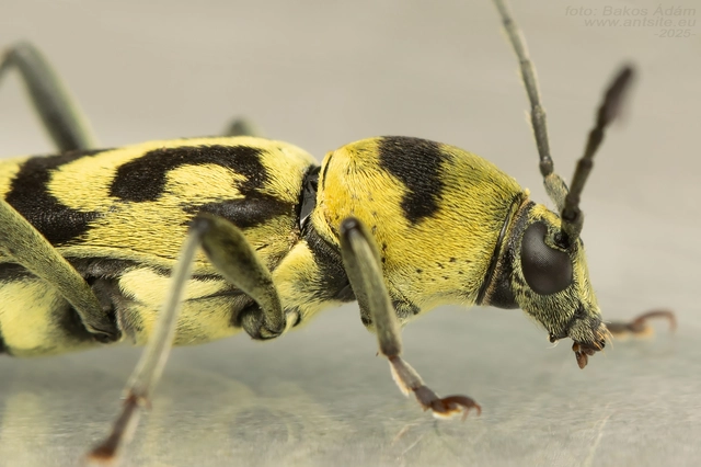 Chlorophorus varius - díszes darázscincér Chlorophorus varius - díszes darázscincér