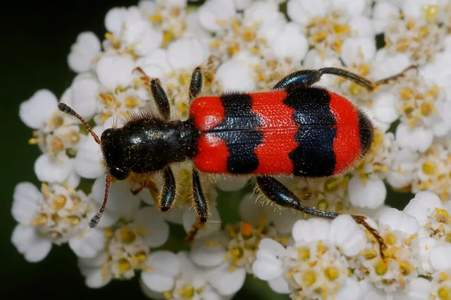 Trichodes apiarius - szalagos méhészbogár