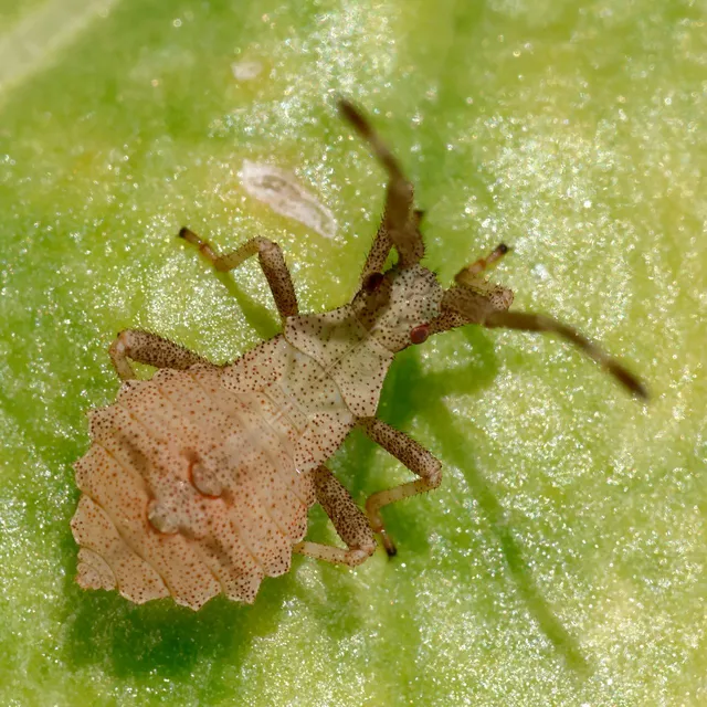 Coreus marginatus - közönséges karimáspoloska