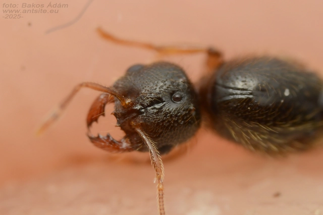 Solenopsis fugax - tolvajhangya