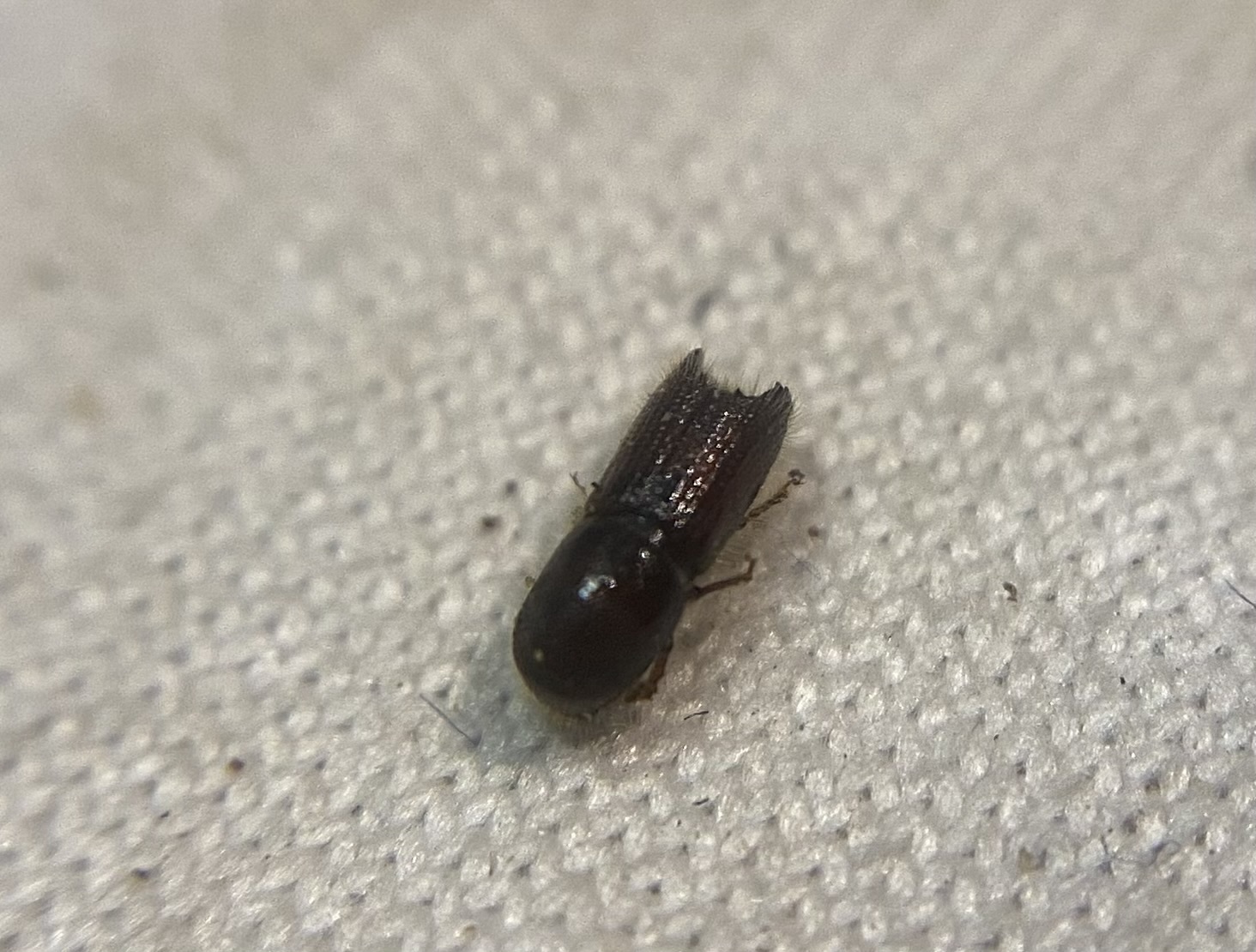 Orthotomicus robustus - vaskos fogasszú