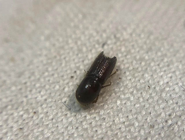 Orthotomicus robustus - vaskos fogasszú