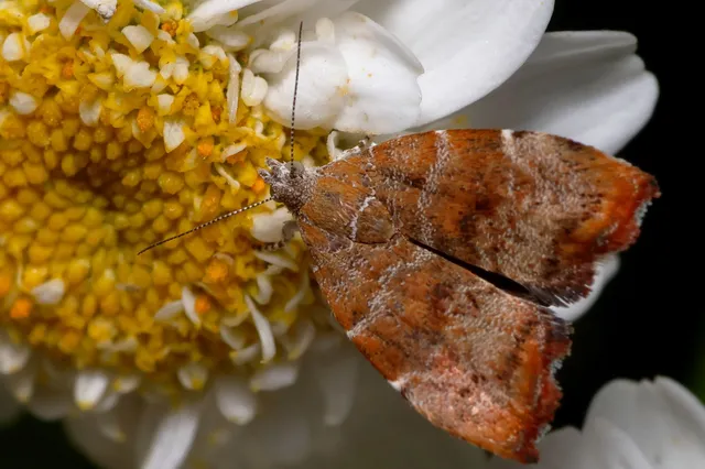 Choreutis nemorana - füge-levélmoly