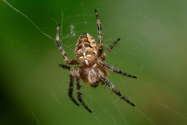Araneus diadematus - koronás keresztespók