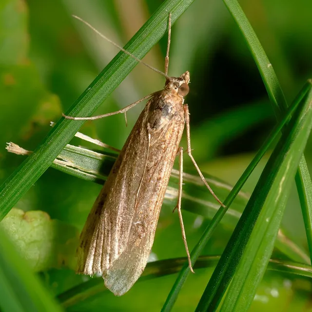 Nomophila noctuella - közönséges vándormoly