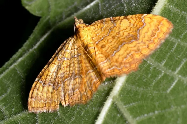 Camptogramma bilineata - kétvonalas sávosaraszoló