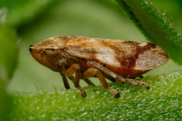 Auchenorrhyncha - Kabócák Auchenorrhyncha - Kabócák