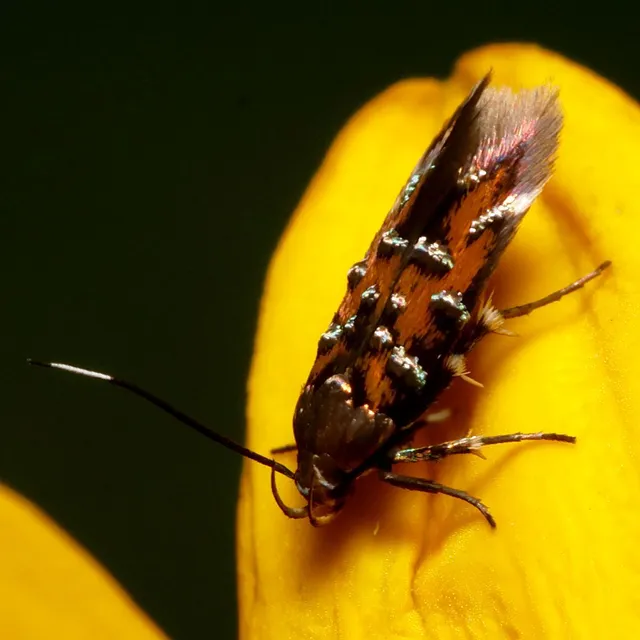 Pancalia leuwenhoekella - feketecsápú ibolyamoly