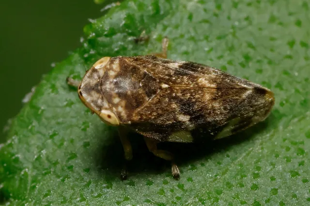 Auchenorrhyncha - Kabócák Auchenorrhyncha - Kabócák