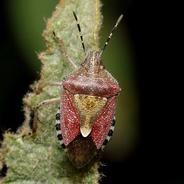 Dolycoris baccarum - közönséges bogyómászó-poloska Dolycoris baccarum - közönséges bogyómászó-poloska