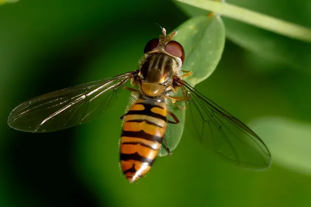 Episyrphus balteatus - ékfoltos zengőlégy
