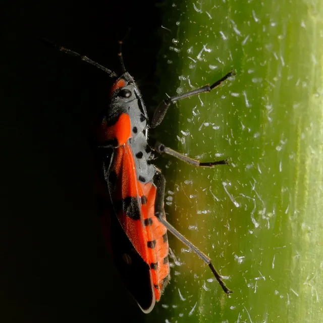 Lygaeus equestris/simulans