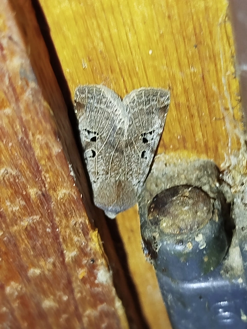Conistra rubiginosa - szürke télibagoly