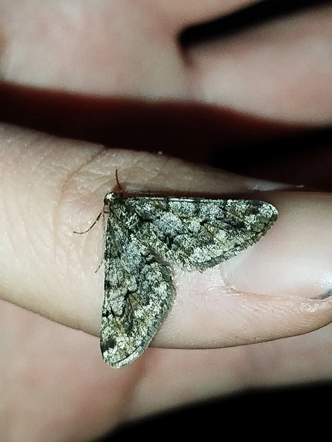 Agriopis leucophaearia - tölgy-tavasziaraszoló