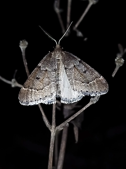 Theria rupicapraria - tavaszi kökényaraszoló