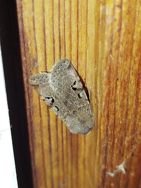 Conistra rubiginosa - szürke télibagoly