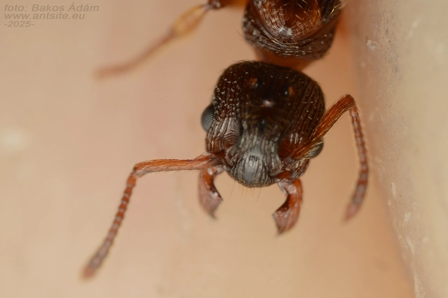 Myrmica scabrinodis - réti bütyköshangya
