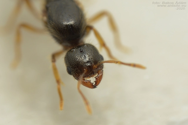 Solenopsis fugax - tolvajhangya
