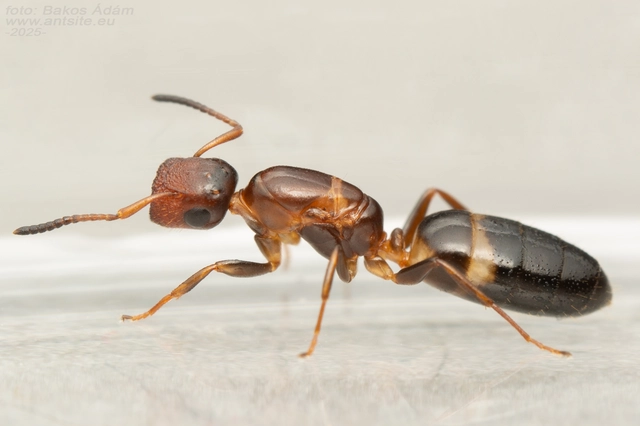 Colobopsis truncata - kapushangya