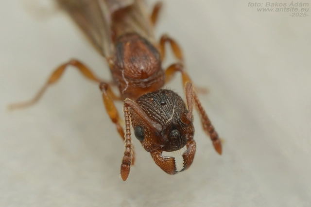 Myrmica sabuleti - gyakori bütyköshangya